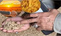 حمایت از کشاورزان، ۱۰ هزار تن گندم مازاد در ساری خریداری شد