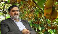 آغاز صادرات کیوی مازندران به بازارهای جهانی/ پیش‌بینی ۶۰ میلیون دلار ارزآوری