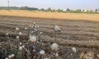 کشت ۱۱ هزار و ۵۰۰ هکتار گندم در شهرستان ساری آغاز شد