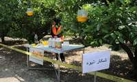 مبارزه با مگس میوه در ۲۳۵۰۰ هکتار باغ