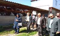 بازدید مسئولان جهاد کشاورزی مازندران از مجتمع دامپروری کیاپی میاندورود ‌