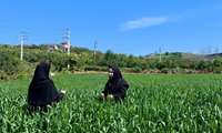 بازدید مستمر مزارع گندم قائم شهر برای پیشگیری از خسارت آفات و بیماری‌ها
