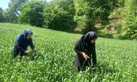 بازدید کارشناسان جهاد کشاورزی قائم‌شهر از مزارع گندم برای مقابله با بیماری زنگ زرد و فوزاریوم خوشه