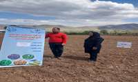 کشت سه رقم نخود پرمحصول برای نخستین‌بار در منطقه کجور آغاز شد