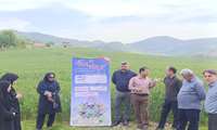 برگزاری کلاس آموزشی مبارزه با بیماریهای گندم در روستای امیرکلای سوادکوه