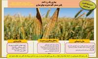  بسیج دانایى براى صیانت از طلاى زرد؛ اطلاعیه هاى ترویجى جهاد کشاورزى بهشهر در مسیر مهار زنگ گندم