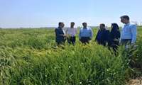 حضور میدانی کارشناسان برای صیانت از گندمزارها؛ همدلی جهاد کشاورزی و بانک کشاورزی در ارزیابی خسارت طوفان 