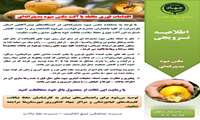 اقدامات فوری مقابله با آفت مگس میوه مدیترانه ای