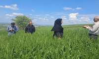 پایش کانون‌های بیماری در مزارع گندم / حضور مدیر حفظ نباتات استان در مزارع میاندورود