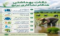 نکات بهداشتی هنگام نشاکاری برنج