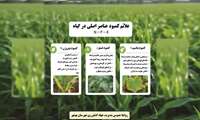 علائم کمبود عناصر اصلی در گیاه
