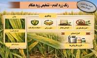 زنگ گندم_تشخیص زود هنگام