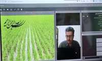 ترویج مدیریت هوشمند مصرف کودهای پایه در شالیزارهای مازندران