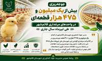 جوجه‌ریزی بیش از یک میلیون قطعه‌ای در واحدهای مرغداری قائم‌شهر  