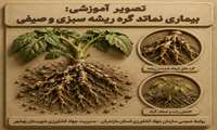 بیماری نماتدگره ریشه سبزی و صیفی