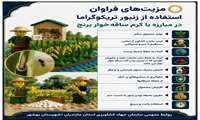 مزیت های استفاده از زنبورتریکوگراما در مبارزه با کرم ساقه خوار برنج