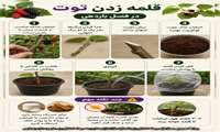 قلمه زدن توت در فصل باردهی