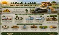 گرمازدگی در مزارع شالیزاری