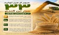 عبور از مرز تولید ۳۳ هزار تن گندم در شهرستان بهشهر