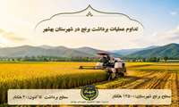 تداوم عملیات برداشت برنج در سطح ۱۲ هزار و ۵۰۰ هکتار از شالیزارهای شهرستان بهشهر