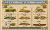نازک شدن نشا در خزانه مکانیزه برنج