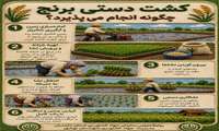 کشت دستی برنج چگونه انجام میشود
