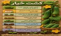 کشت خیار