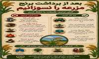 برای حفظ کشاورزی پایدار بعد از برداشت برنج مزرعه را آتش نزنیم