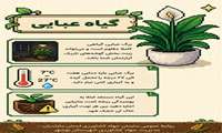 معرفی گیاه عبائی