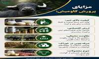 مزایای پرورش گاومیش