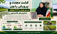 کشت مجدد و پرورش رتون در بیش از دو هزار هکتار شالیزارهای قائم‌شهر