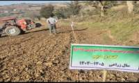 اجرای چهار طرح مقایسه ای تغذیه ای (PNT) در  شهرستان نکا