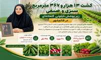 کشت ۱۳ هزار و ۳۶۷ مترمربع سبزی و صیفی زیر پوشش نایلونی گلخانه‌ای در قائم‌شهر