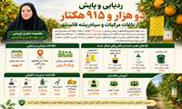 ردیابی و پایش دو هزار و ۹۱۵ هکتار آفت مگس میوه مدیترانه ای در باغات مرکبات و سیاه‌ریشه قائم‌شهر