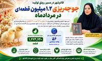 قائم‌شهر در مسیر رونق تولید؛ جوجه‌ریزی ۱.۲ میلیون قطعه‌ای  