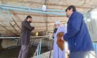 بازدید مسئولان جهاد کشاورزی سوادکوه از استخر پرورش ماهی خسارت دیده ناشی از برف روستای کرد آباد