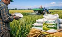   توزیع ۵۴ تن کود شیمیایی در گندمزارهای بابلسر برای افزایش عملکرد محصول