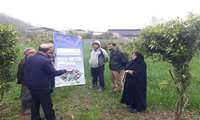  یکشنبه های ترویجی ، برگزاری دوره آموزشی تغذیه علوفه در قالب روز مزرعه در سوادکوه شمالی