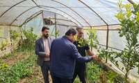 بازدیدسرپرست جهاد کشاورزی سوادکوه از پایلوت گردشگری، کشاورزی در روستای فلورد