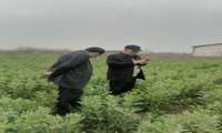 پایش میدانی علف هرز گل جالیز در مزارع کشت های پاییزه بهشهر