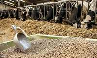 اختصاص ۵۵ میلیارد ریال تسهیلات خرد روستایی برای خرید علوفه به ۱۹ دامدار سوادکوهی
