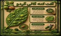 آفت کنه گالی گردو