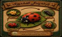 چرخه زندگی کفشدوزک