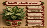 راهنمای نگهداری آگلونما