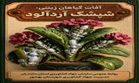 شپشک آرد آلود 
