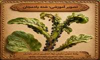 شته بادمجان
