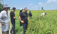  مدیریت مصرف نهاده‌ها در ۳۵۰ هکتار از شالیزارهای آمل با اجرای شبکه مراقبت و پیش‌آگاهی