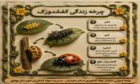 چزخه زندگی  :کفشدوزک.مورچه.سن گندم.مگس خربزه.کنه تارتن دونقطه ای.