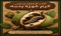 کرم غوزه پنبه