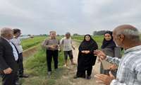 توسعه زیرساخت‌های کشاورزی؛ محور بازدید مدیر جهاد کشاورزی قائم‌شهر از روستای پایین افراکتی